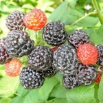 BlackRaspberries