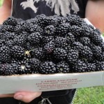 Blackberries