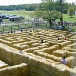 Corn Maze