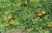 Pears